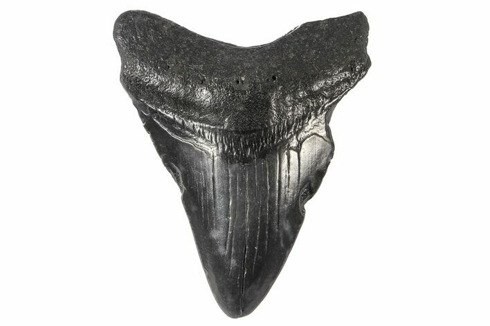 Bargain, Fossil Megalodon Tooth - Georgia #74194
